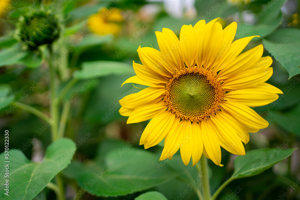 sunflower in warm sunset light