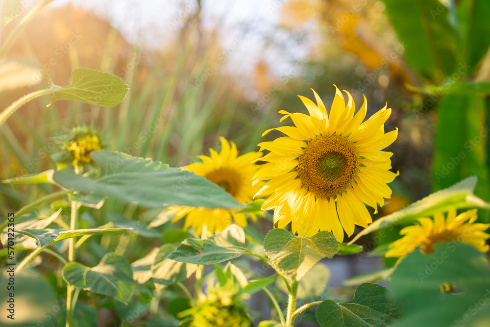 Sunflower agricultural field looks beautiful Sunflower agricultural field looks beautiful