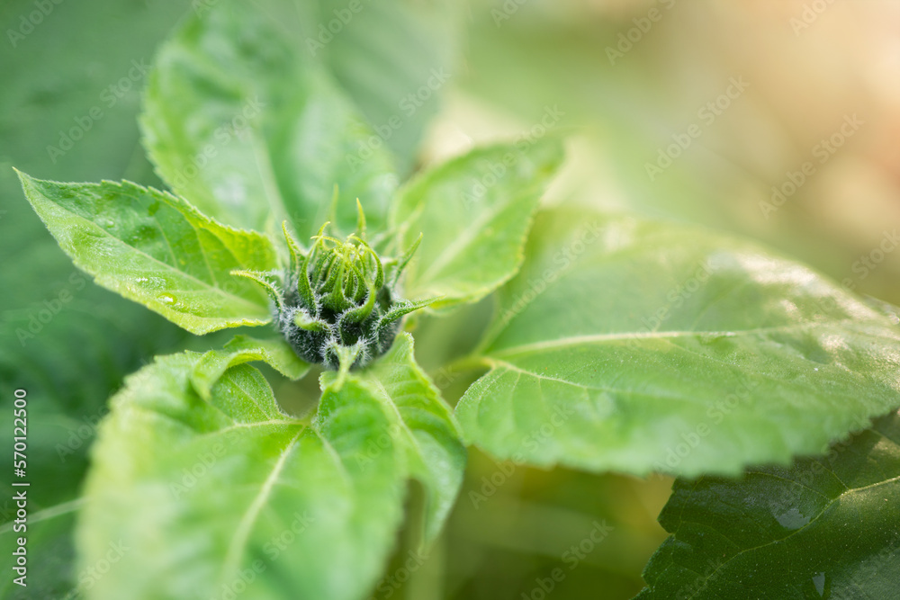 Closeup of unripe sunflower head. Not opened sunflower. Selective focus. Closeup of unripe sunflower head. Not opened sunflower. Selective focus.