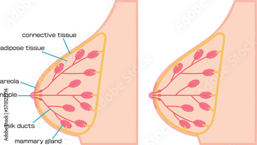 乳房の構造を図解したイラスト／Illustration depicting the structure of the breast