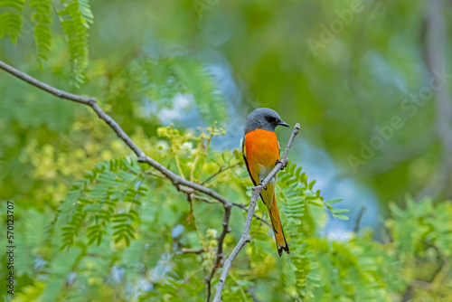 The Scarlet Minivet on a branch