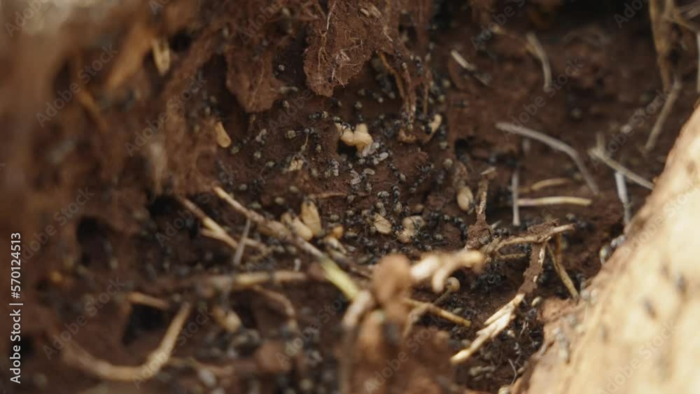 Slow Motion Close Up of a Troop of Ants in Nest 4k Slow Motion Close Up of a Troop of Ants in Nest 4k