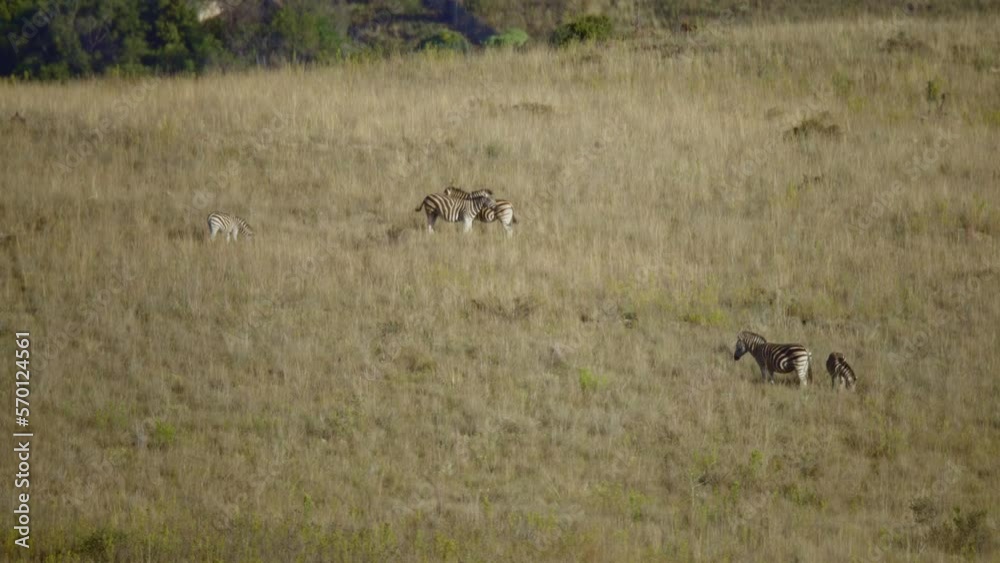 Long Shot Of Zebra's in the Savannah Slow Motion in 4k Long Shot Of Zebra's in the Savannah Slow Motion in 4k
