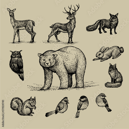 North american animal set illustration bundle suitable for a variety of icons and logos