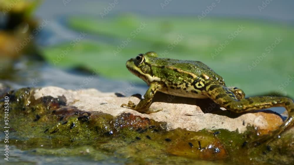 Super slow motion of wild Frog moving on outstanding rock of lake during sunny day,close up Super slow motion of wild Frog moving on outstanding rock of lake during sunny day,close up