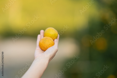 Hand reaching Tangerine from the tree to harvest.