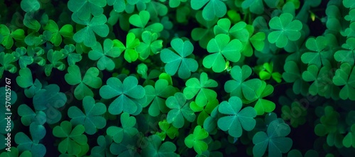 Close up of green fresh bright shamrock leaves on blurred dark background. Rural nature view. Spring Holiday floral backdrop. Spring St. Patrick's Day Clovers background. Open composition. Copy space.