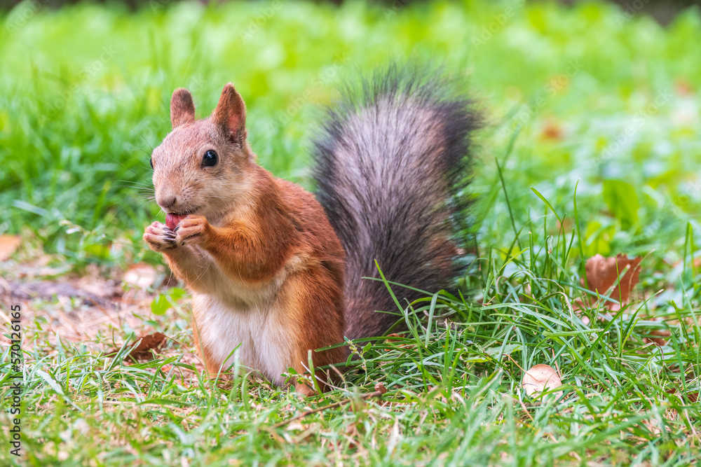 Autumn squirrel with nut sits on green grass with fallen yellow leaves Autumn squirrel with nut sits on green grass with fallen yellow leaves