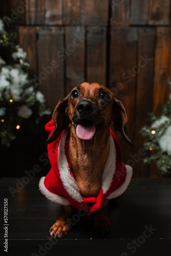 Christmas dog in the living room, dog photo session