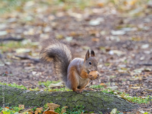 Autumn squirrel with nut sits on green grass with fallen yellow leaves