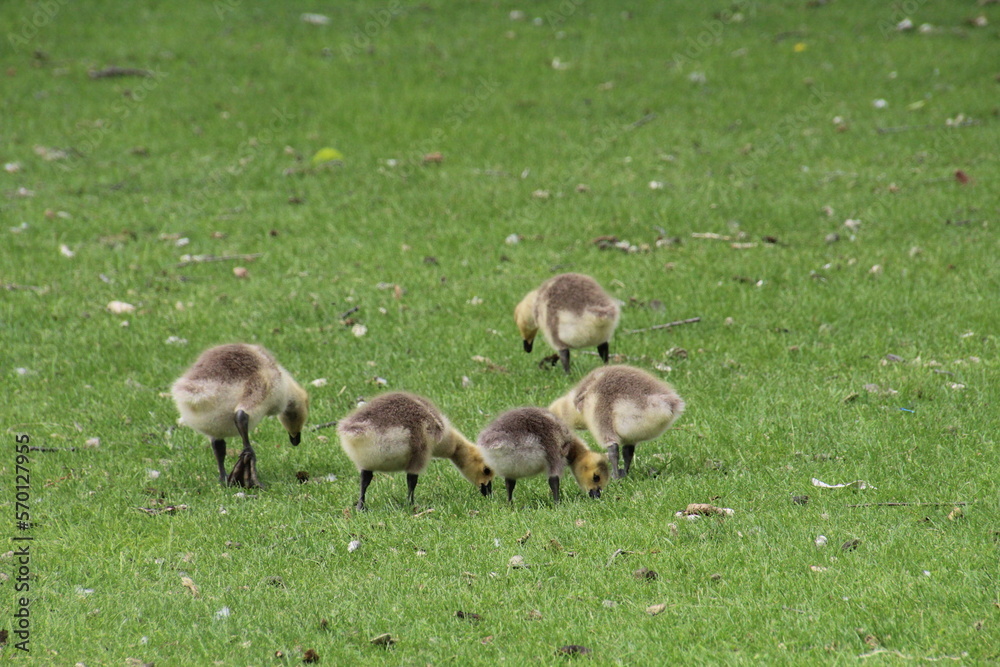 Flock On The Grass, William Hawrelak Park, Edmonton, Alberta Flock On The Grass, William Hawrelak Park, Edmonton, Alberta