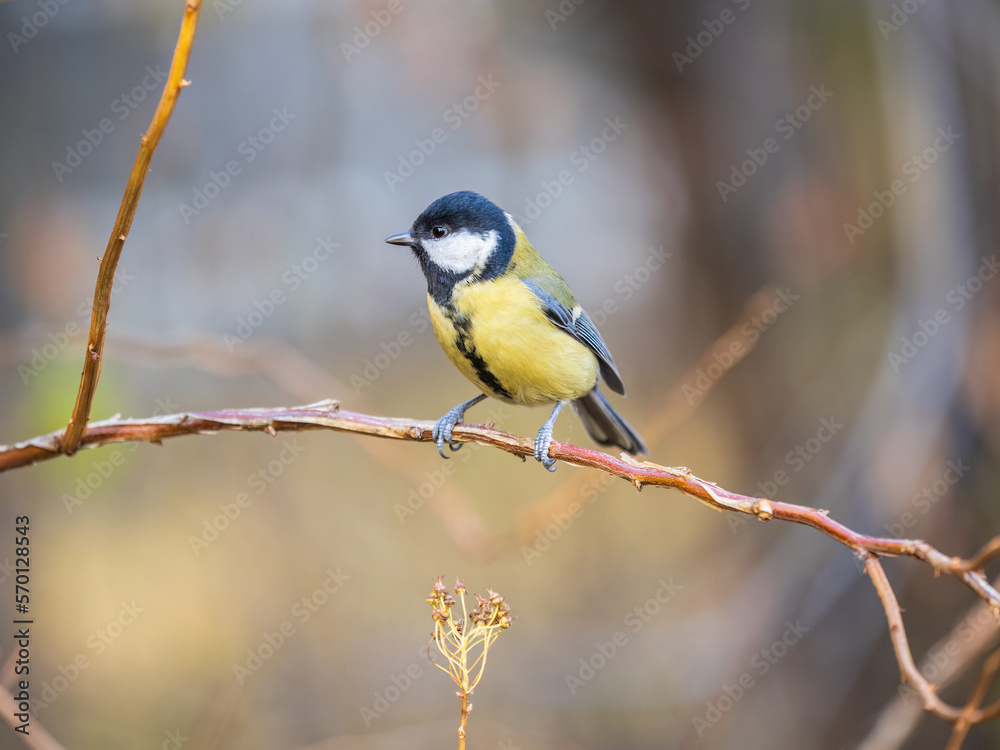 Cute bird Great tit, songbird sitting on the branch with blured background Cute bird Great tit, songbird sitting on the branch with blured background