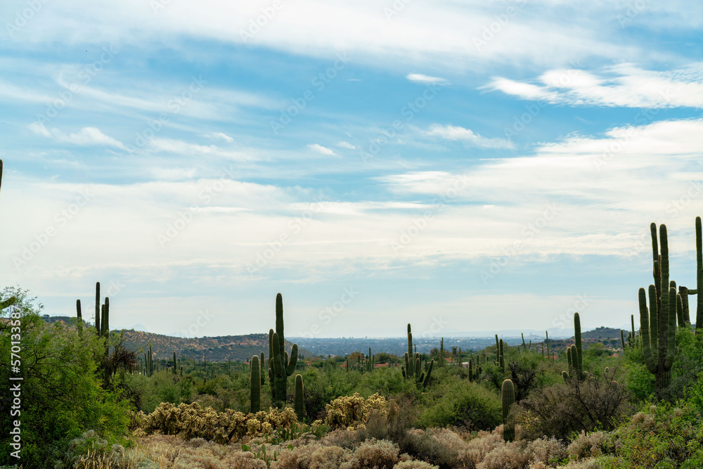 Hillside ridge with saguaro cactuses in the hills of the sonora desert in arizona southwestern north america united states