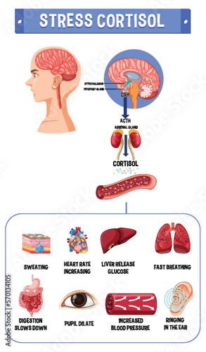 Stress cortisol system scheme