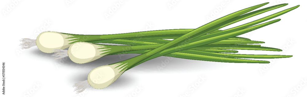 Fototapeta premium Spring onion in different forms