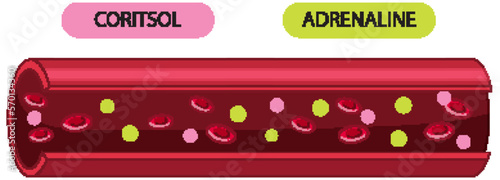 Blood vessel showing cortisol and adrenaline inside