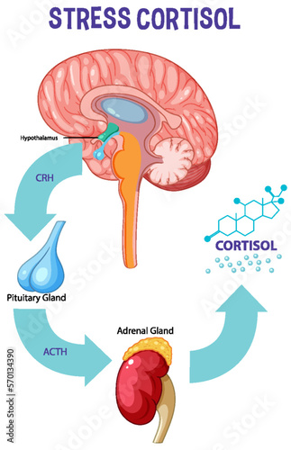 Stress response system scheme