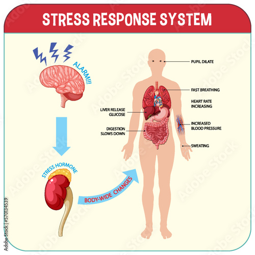 Stress response system scheme