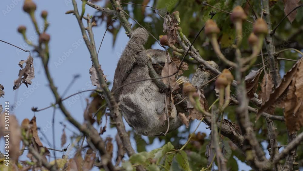 Cute Sloth Hanging On Tree Branch In Forest - Manaus, Brazil Cute Sloth Hanging On Tree Branch In Forest - Manaus, Brazil