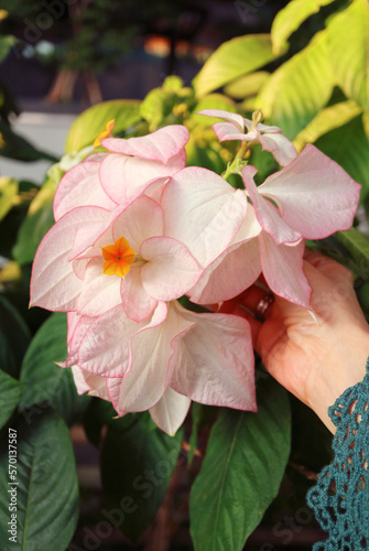 Hand Touching Light Pink Sepal of Mussaenda Philippica Queen Sirikit, Flower's Named in Honor of Queen Sirikit of Thailand by the Philippine Government   photo