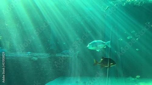 Muscle crackers,galjoen, and other fishes in a deep sea tank enjoying the sun rays reflections photo