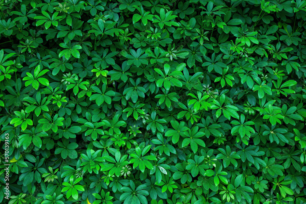 Texture of oval green leaves. Solid background of a tropical bush. Texture of oval green leaves. Solid background of a tropical bush.