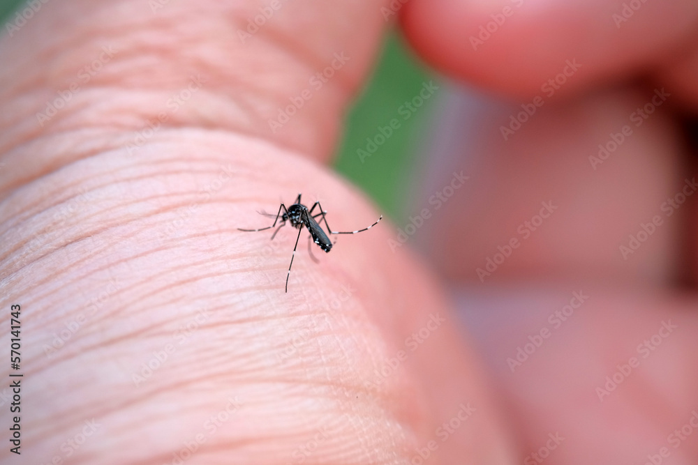 Aedes aegypti is sucking blood on the palm of the hand. The cause of malaria disease. Aedes aegypti is sucking blood on the palm of the hand. The cause of malaria disease.