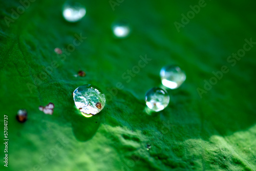 Water droplets on lotus leaf. Free space for blurred text.
