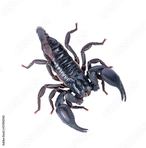 scorpion on transparent png © kitsananan Kuna