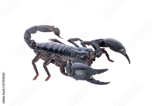 scorpion on transparent png photo