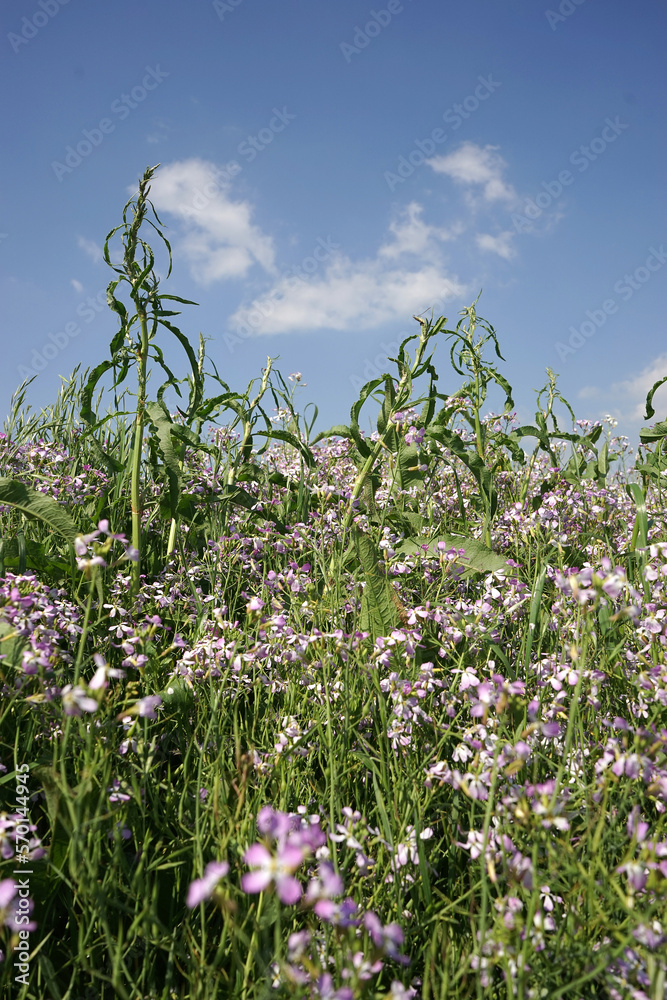 Obraz premium Wild flowers say hello