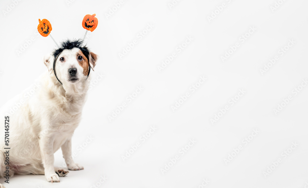 Fototapeta premium Fun portrait of a dog with pumpkins. Halloween holiday.