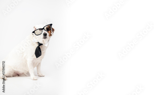 Portrait of a funny dog in a tie. On a white background