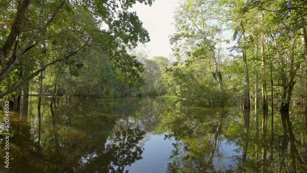 Point Of View Tranquil Amazon River Amidst Green Forest Trees Against Clear Sky - Manaus, Brazil Point Of View Tranquil Amazon River Amidst Green Forest Trees Against Clear Sky - Manaus, Brazil