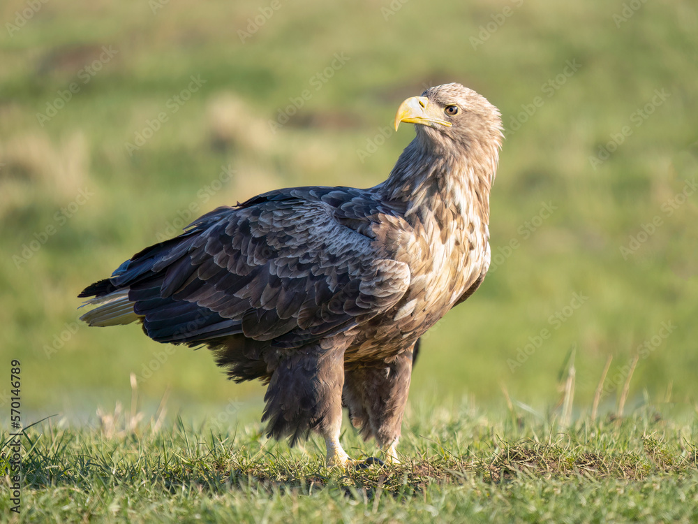 Fototapeta premium white-tailed eagle