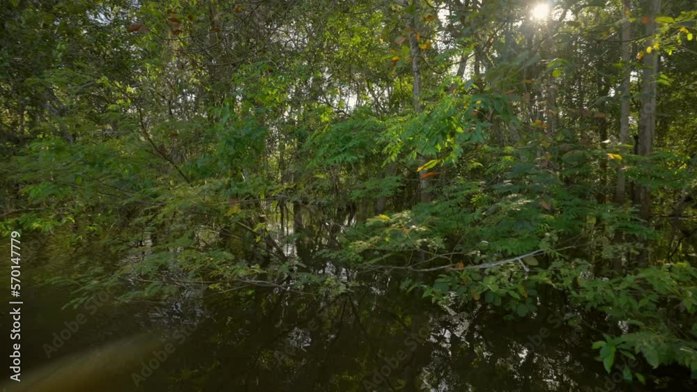 Point Of View Of Green Tranquil Forest Trees In Amazon River - Manaus, Brazil Point Of View Of Green Tranquil Forest Trees In Amazon River - Manaus, Brazil