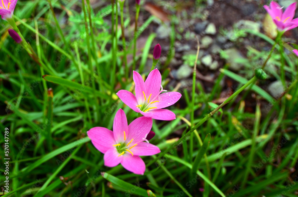 The Zephyranthes carinata flower is blooming on the tree among the green leaves. the petals are pink and the stamens are yellow. The Zephyranthes carinata flower is blooming on the tree among the green leaves. the petals are pink and the stamens are yellow.