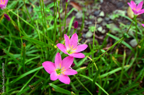 The Zephyranthes carinata flower is blooming on the tree among the green leaves. the petals are pink and the stamens are yellow.