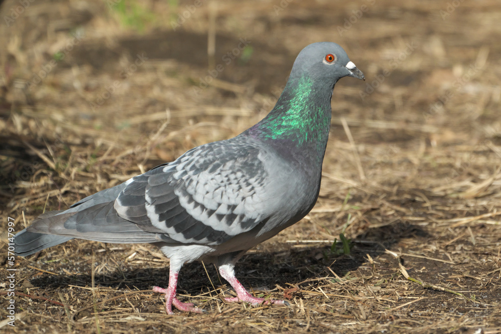 Obraz premium カワラバトの散歩