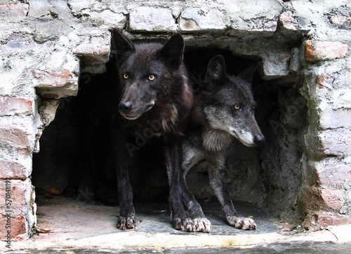 Black wolf (Canis lupus) portrait