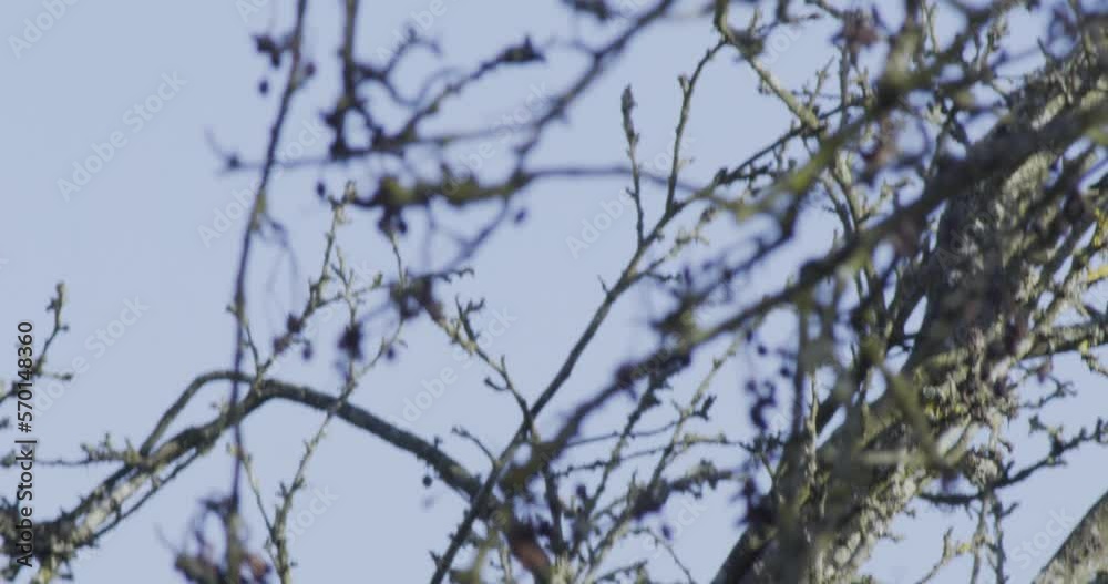 Leafless branches of a tree in winter, close up view. Leafless branches of a tree in winter, close up view.
