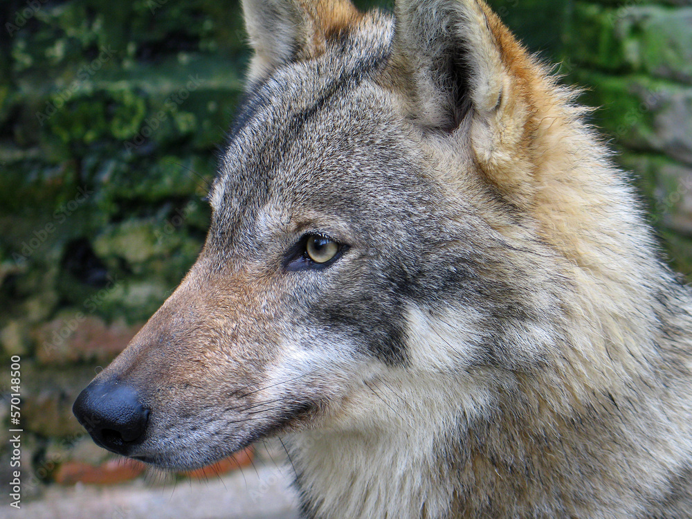 Eurasian wolf (Canis lupus lupus) portrait Eurasian wolf (Canis lupus lupus) portrait
