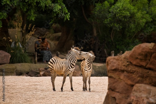 Long distance shot of two zebra babies playing   in the background a rocky landscape with trees.