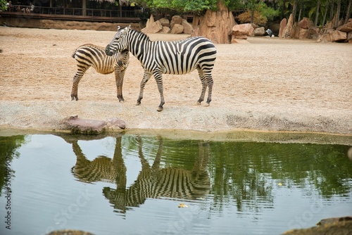 Long distance shot of a zebra mother with her baby  which are both reflected in the water  in the background a rocky landscape with trees.