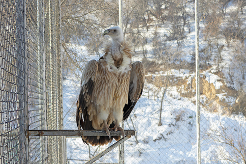 Snow Vulture or Kumai (Gyps himalayensis). Large bird of prey. In Kazakhstan, it breeds in the rocky highlands of the Dzungarian Alatau, Northern and Central Tien Shan. In the Zailiyskiy Alatau photo