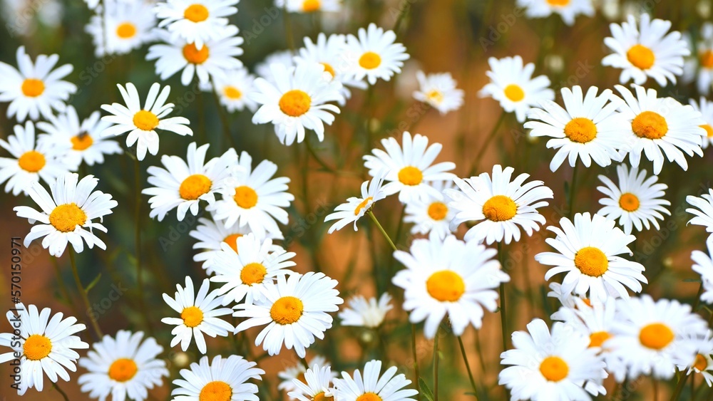 Large field daisies on a summer day in the field.
