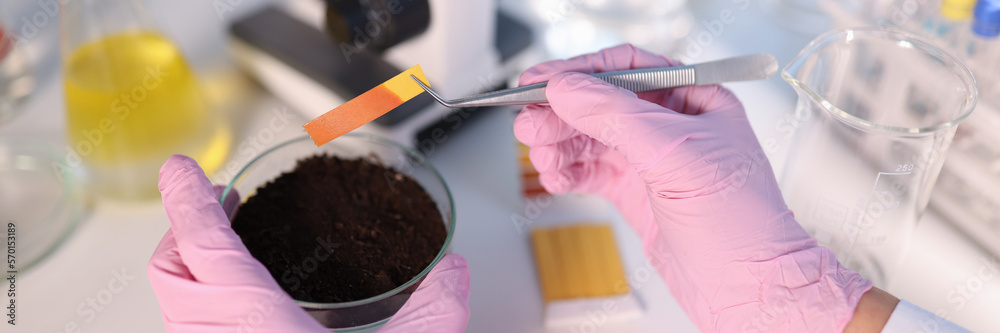 Laboratory analysis of soil. Scientist measures pH of soil sample with ...