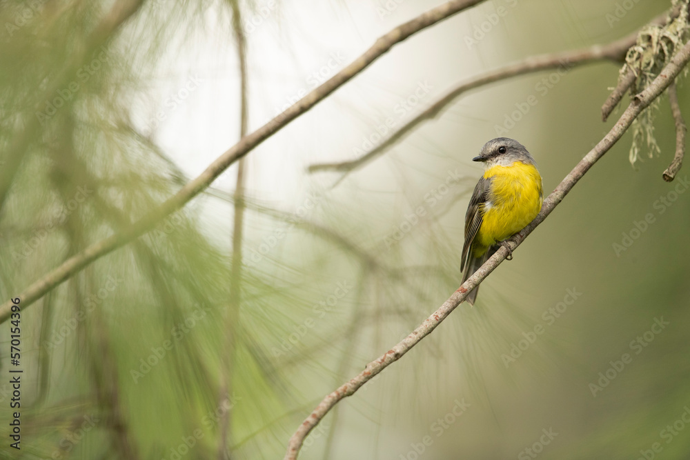 Obraz premium Pompous Gaze - Filled with joy and agility an Eastern Yellow Robin rests in a pine tree while he observes the area around him. 