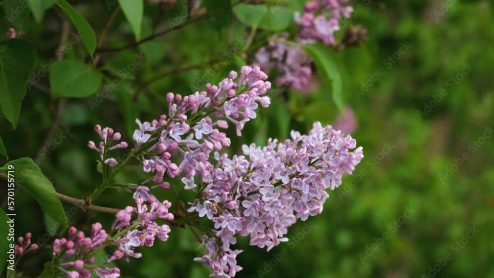 Lilac bush slow motion. Delicate purple-purple flowers close-up swaying in the wind. A flowering bush in the garden. The concept of awakening, the beauty of spring. Natural atmospheric background Lilac bush slow motion. Delicate purple-purple flowers close-up swaying in the wind. A flowering bush in the garden. The concept of awakening, the beauty of spring. Natural atmospheric background