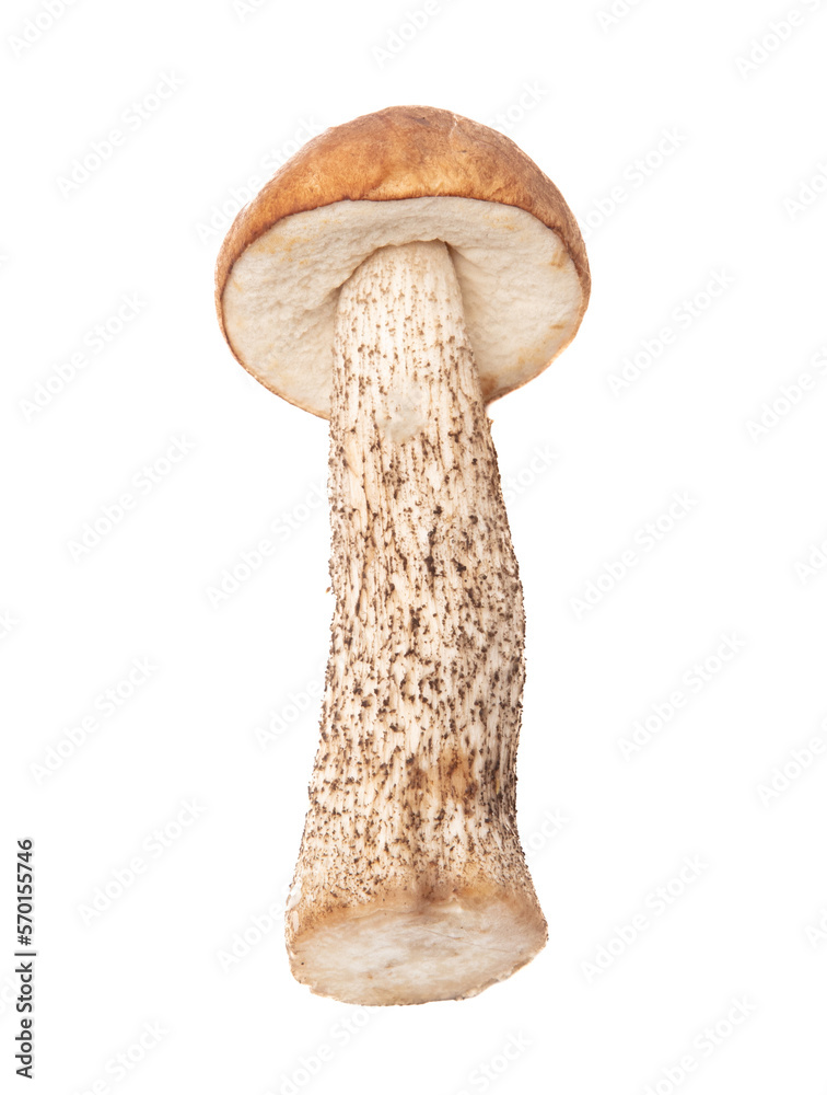 One boletus mushroom isolated on white background. One boletus mushroom isolated on white background.